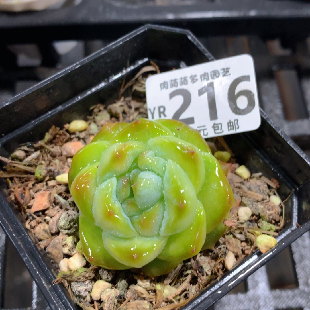 肉萌萌拇指盆精控多肉YR216