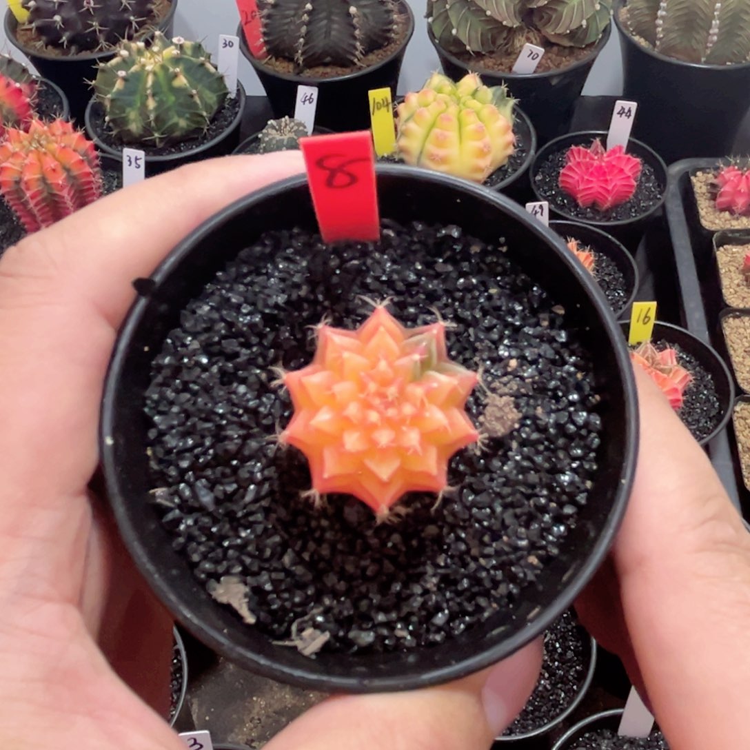 精品米哈——（默认脱土发货）