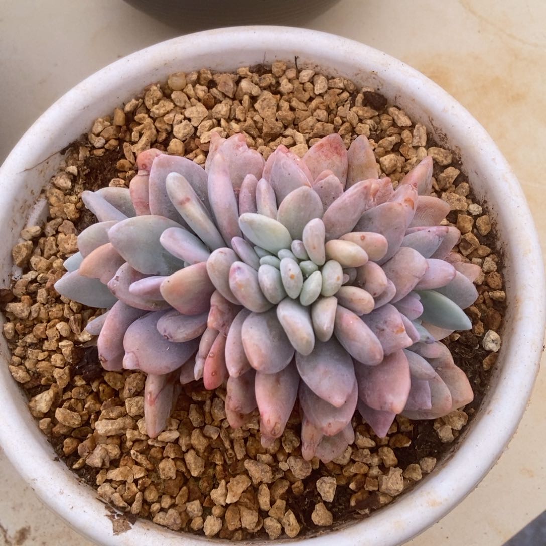 粉兔缀多肉多肉多肉多肉