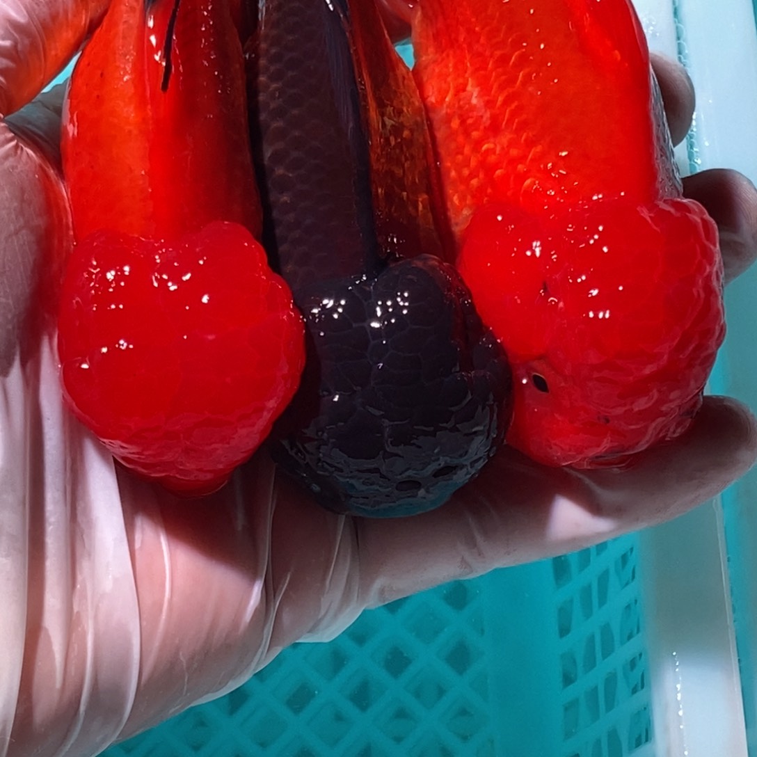 8-15公母搭配金鱼类