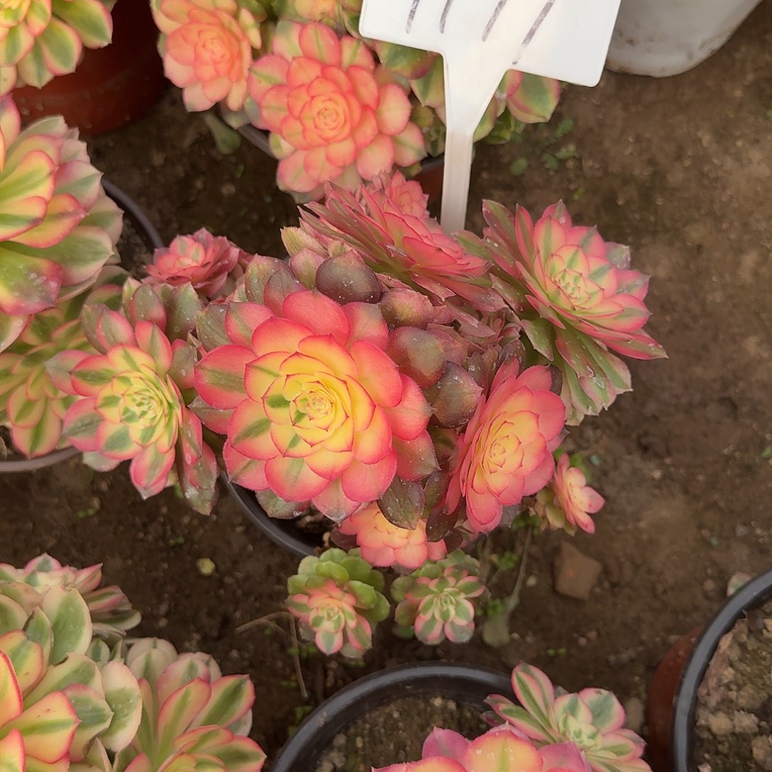 4199荔枝多肉法师