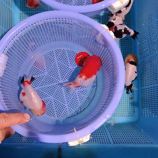 金鱼123兰寿两只特价顺丰包邮