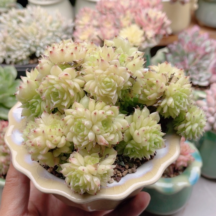 594 韩麦 带陶瓷盆发货 满28包邮