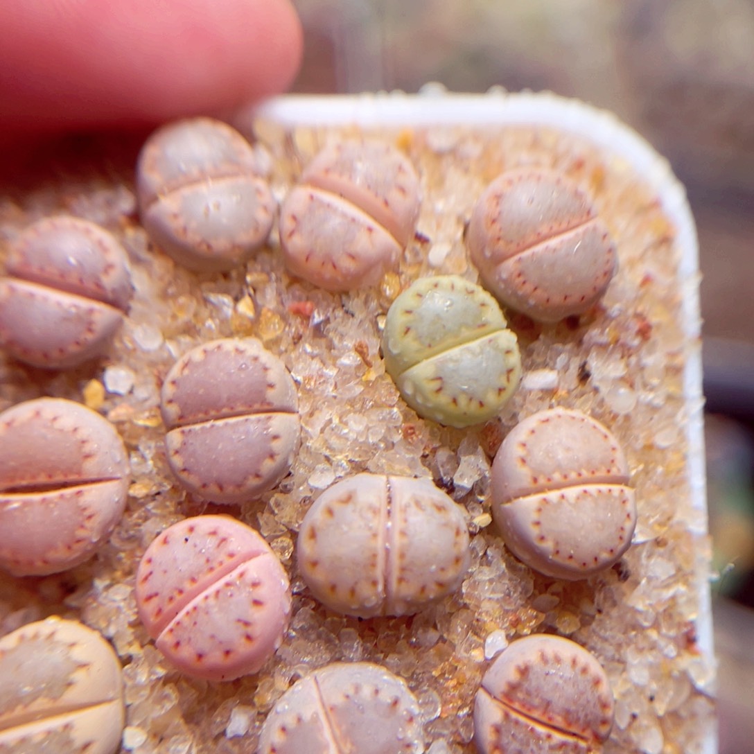 233号带盆人包邮发货