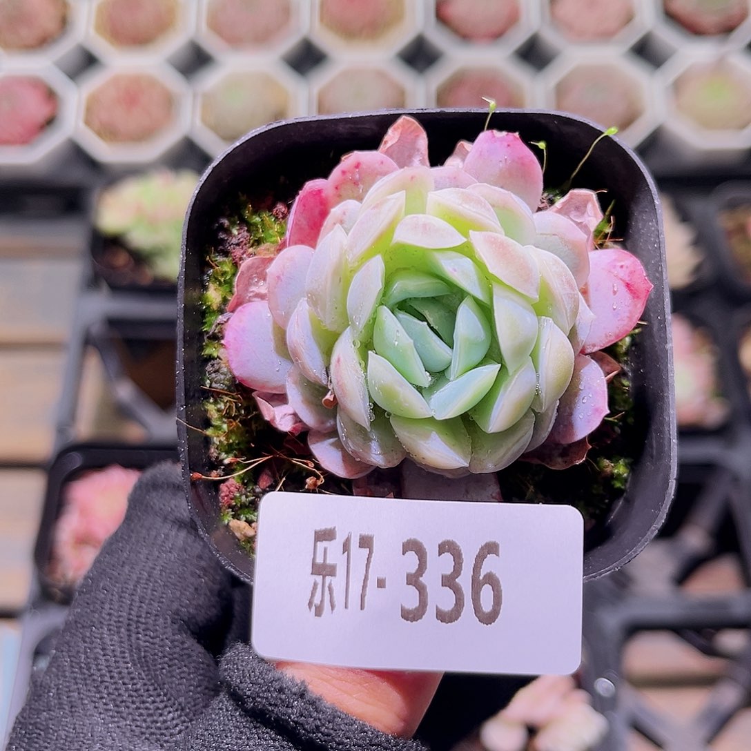 乐然17-336 冰梅单头