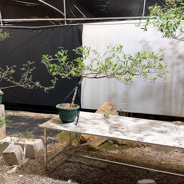 当前无花栽培后可以开花我****》1