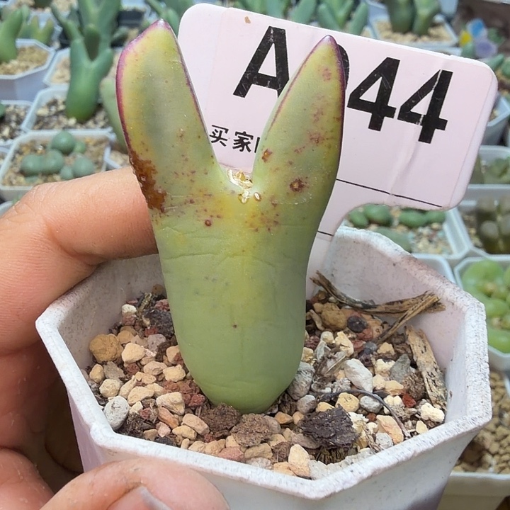 1***满044。满38包邮肉锥