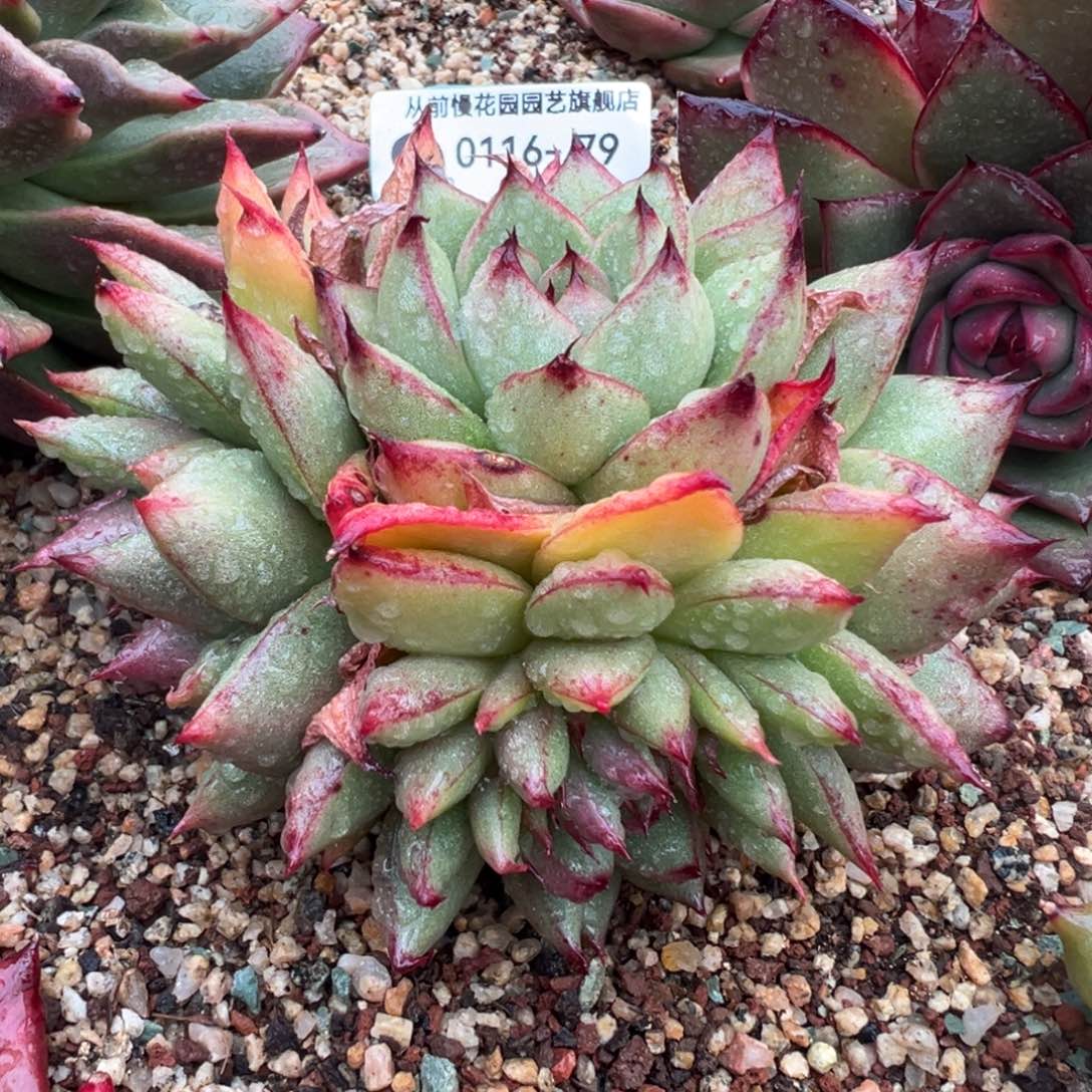 从前慢多肉精选编号0116.79