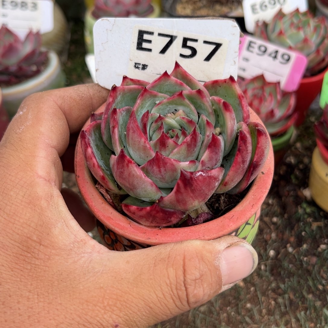 惊鸿一瞥757号多肉