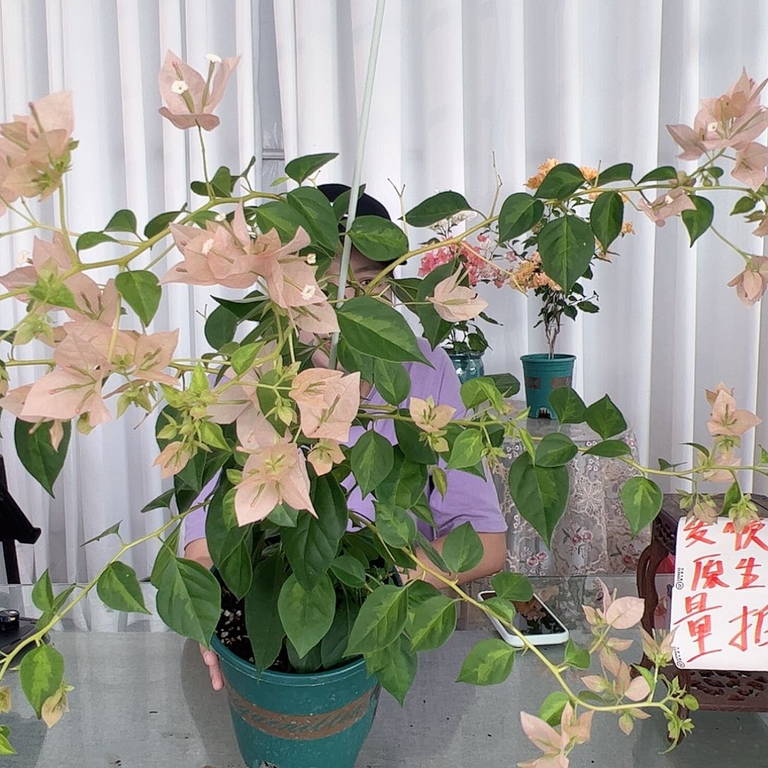 当前无花栽培后可以开花暗斑马斯一颗