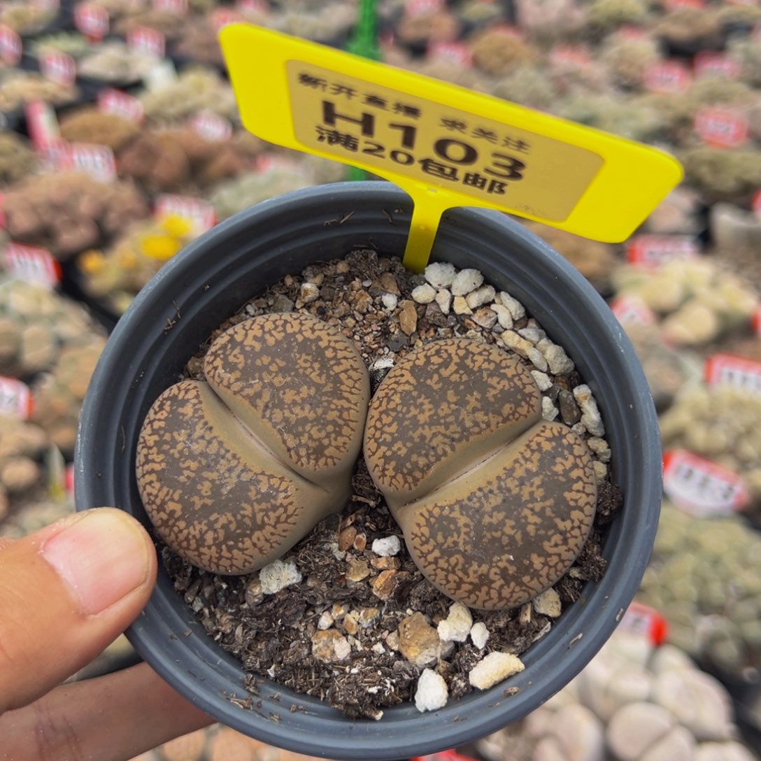 103 生石花大群生大群生