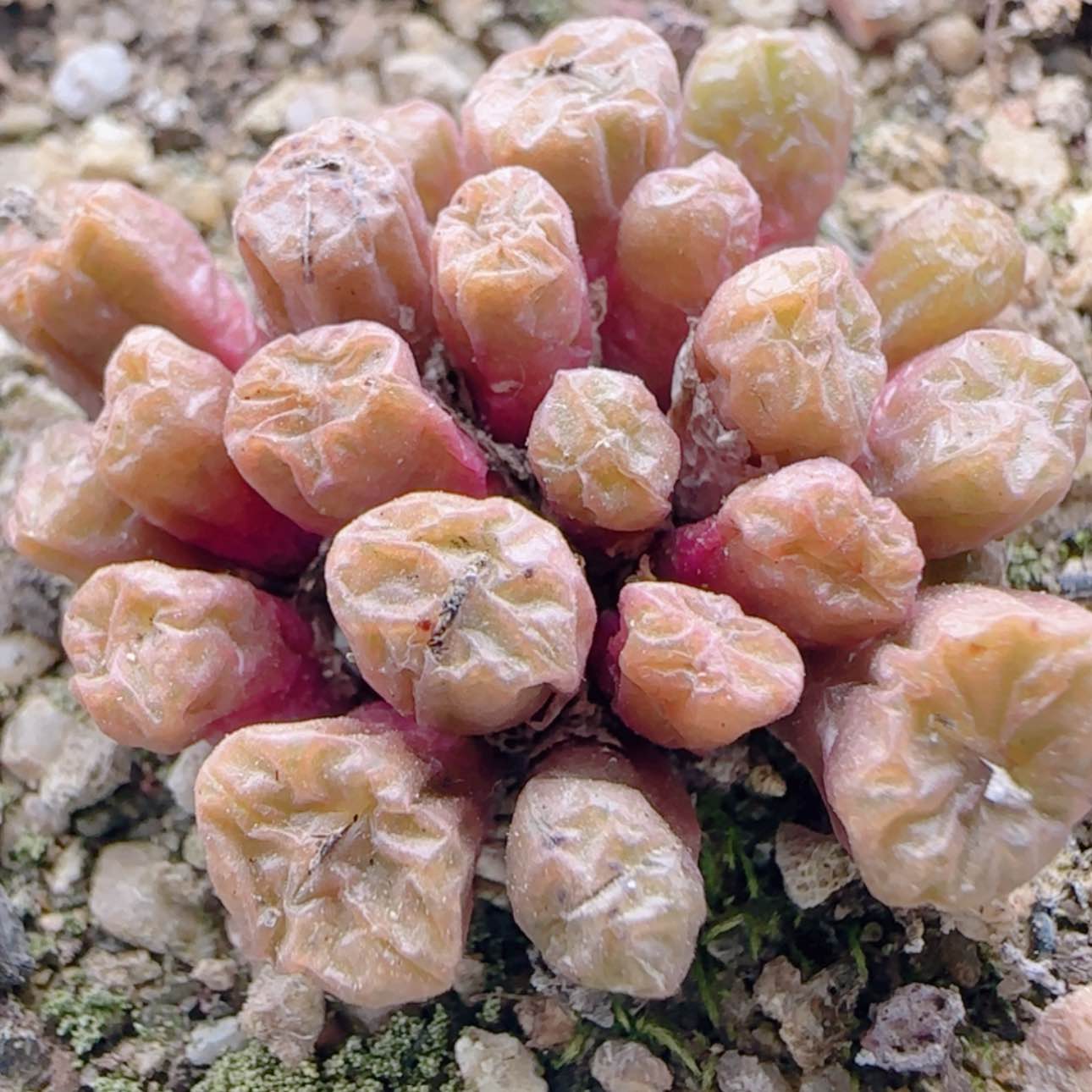 【闪购商品】31164