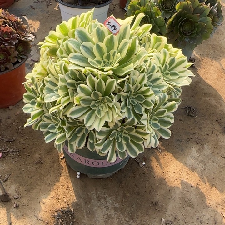 3-84绿豆沙多肉植物