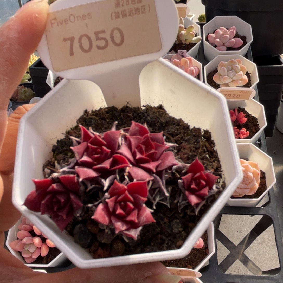 罗西玛7050-5.0厘米