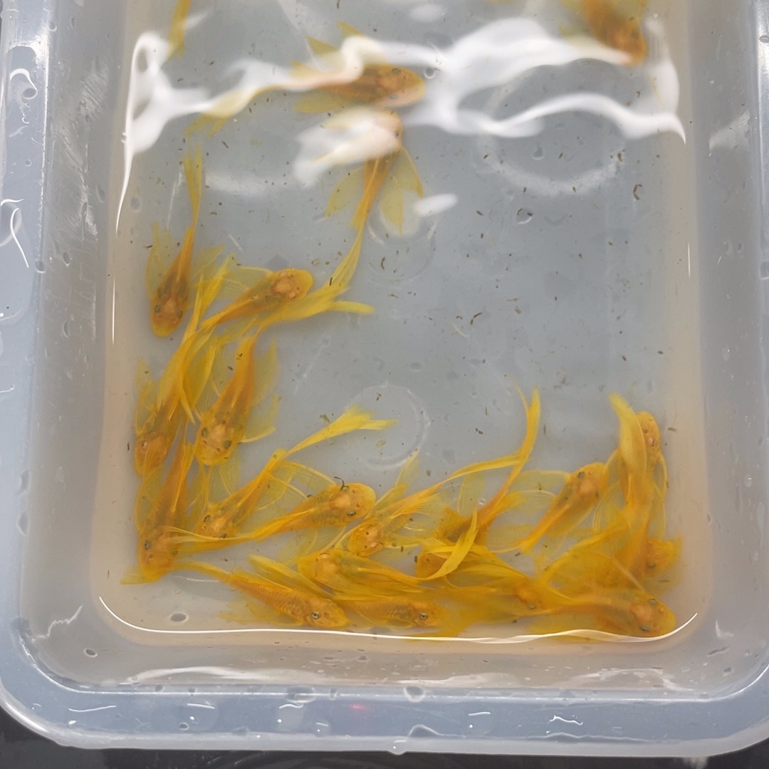 清道夫鱼中号帆30条开箱视频报损