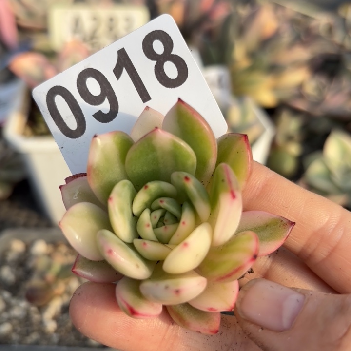 满18包邮当场凑单