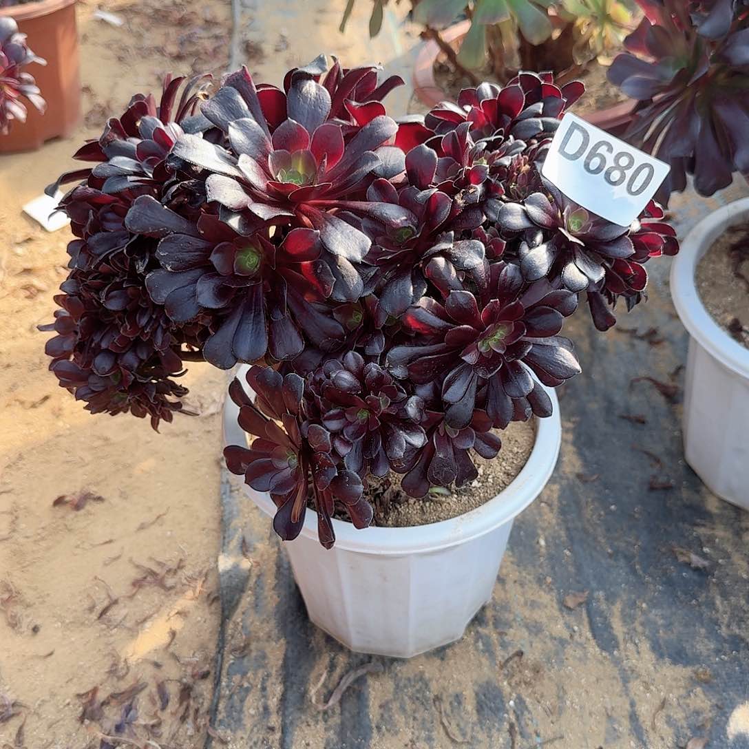 680欧紫一颗呀呀