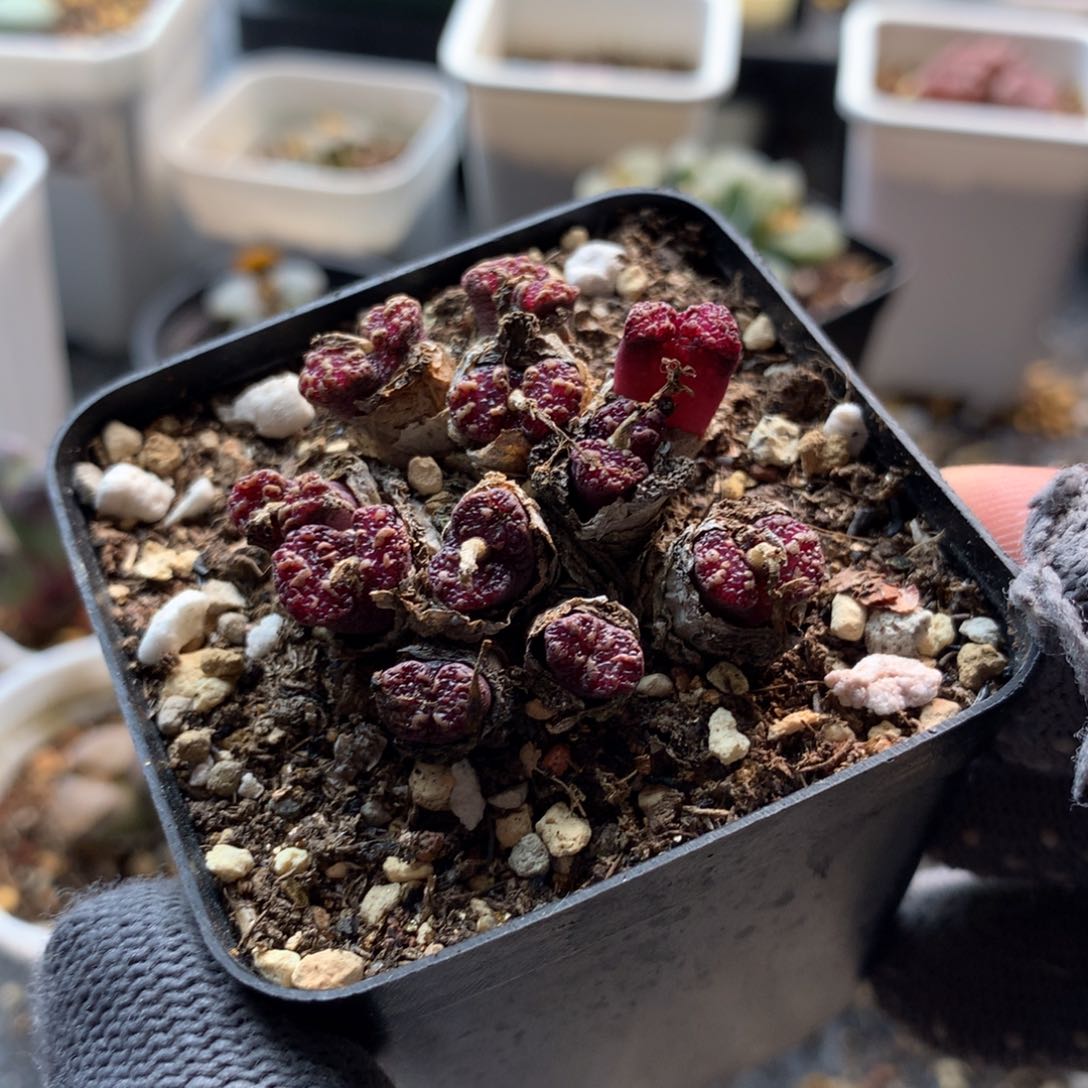 190蝴蝶勋章母本一颗