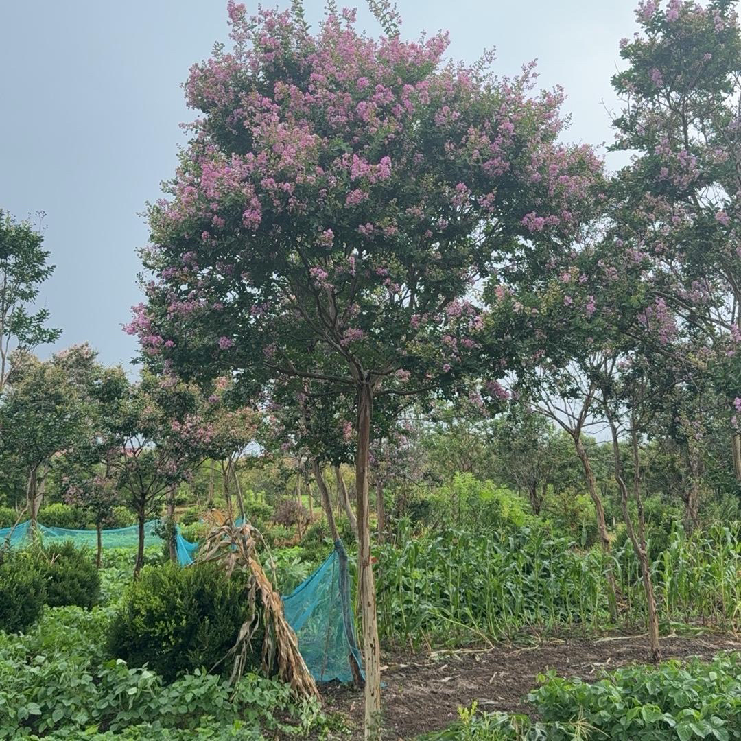 紫薇花树苗盆栽老桩适用于庭院室内花卉绿化