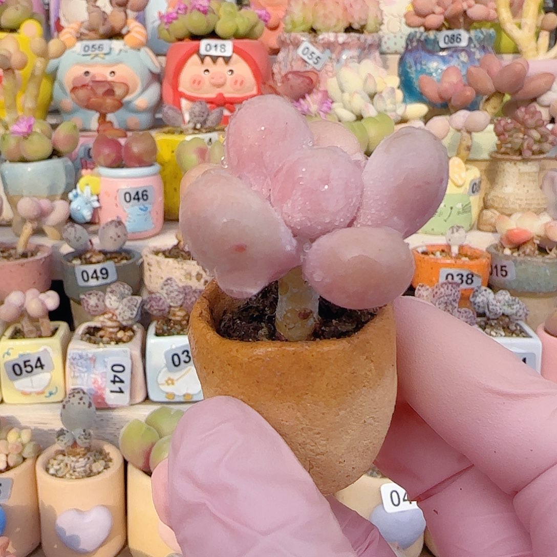 L粉粉蛋黄奶 带盆