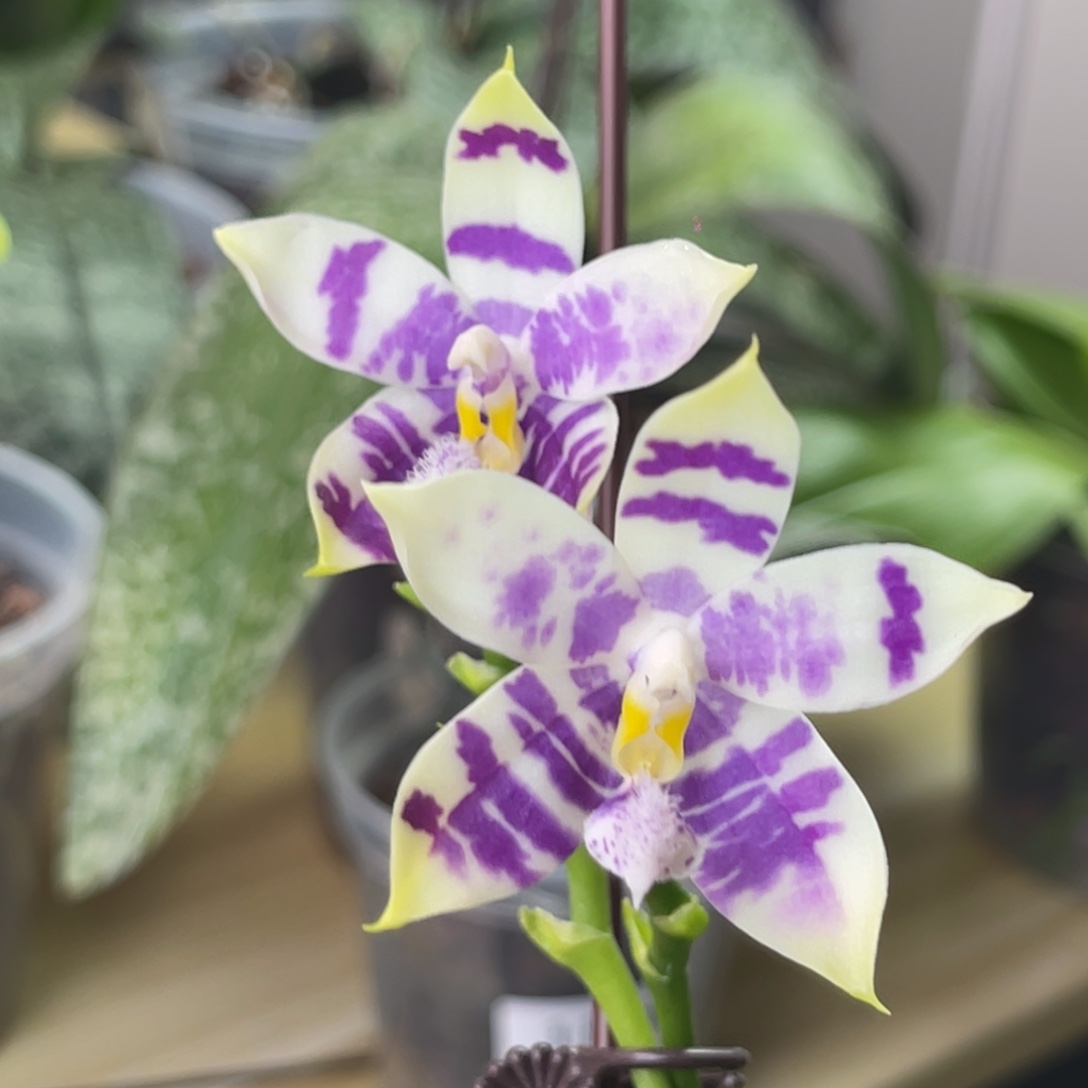 完全开放柳林3732-1157