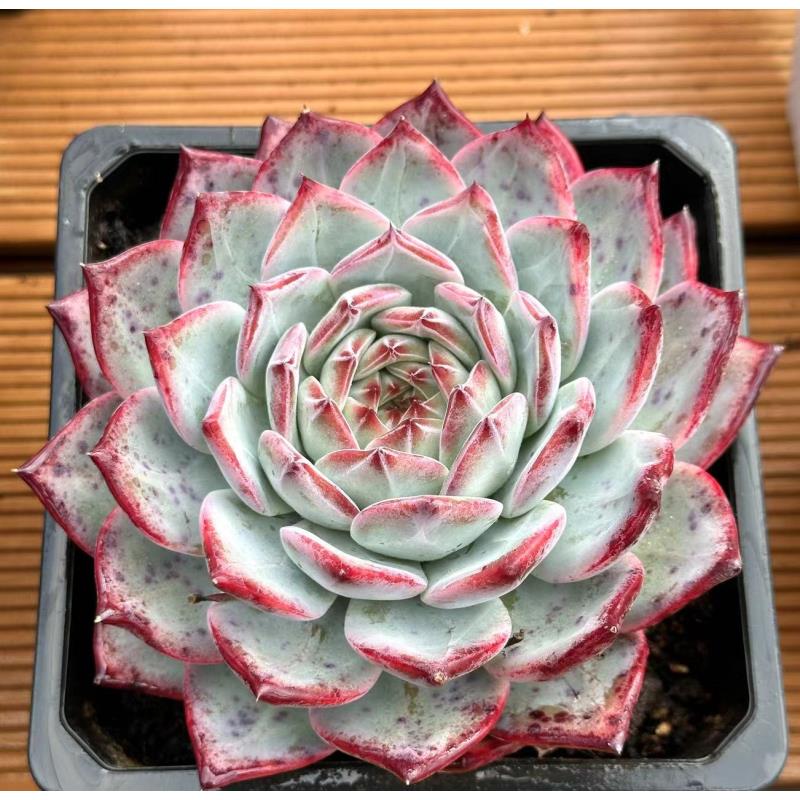 10#双十一宠粉版红拉糖多肉植物   前男友精品多肉sm0787