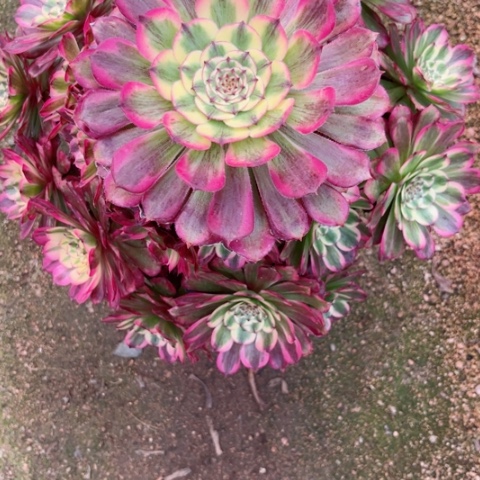 多肉植物五天姬锦。