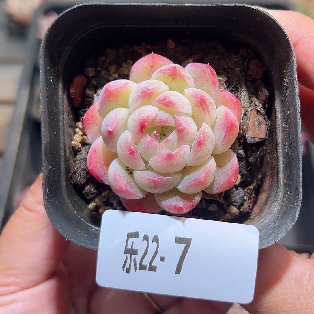 乐22-7新品单头，