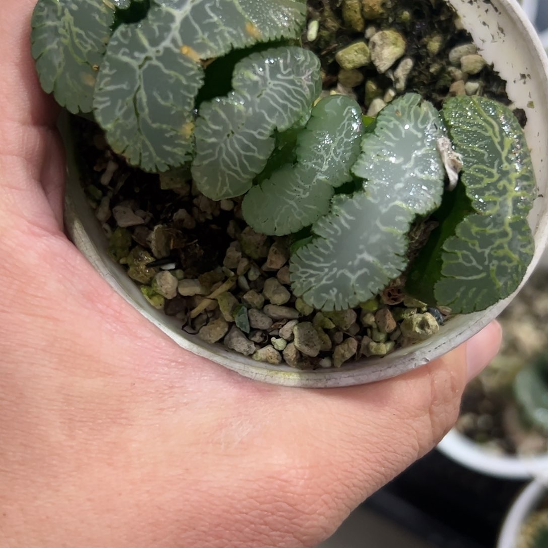 虎姬玉扇十二卷多肉植物满