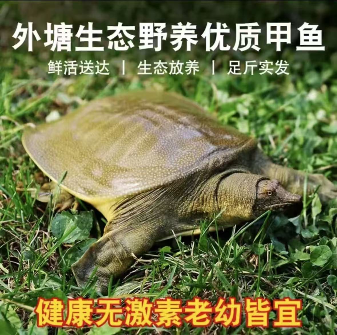 湖南常德洞庭湖原生态放养外塘甲鱼团鱼王八