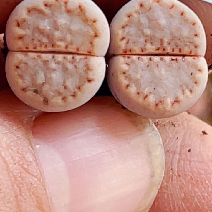 507c213饼干llllllllllll