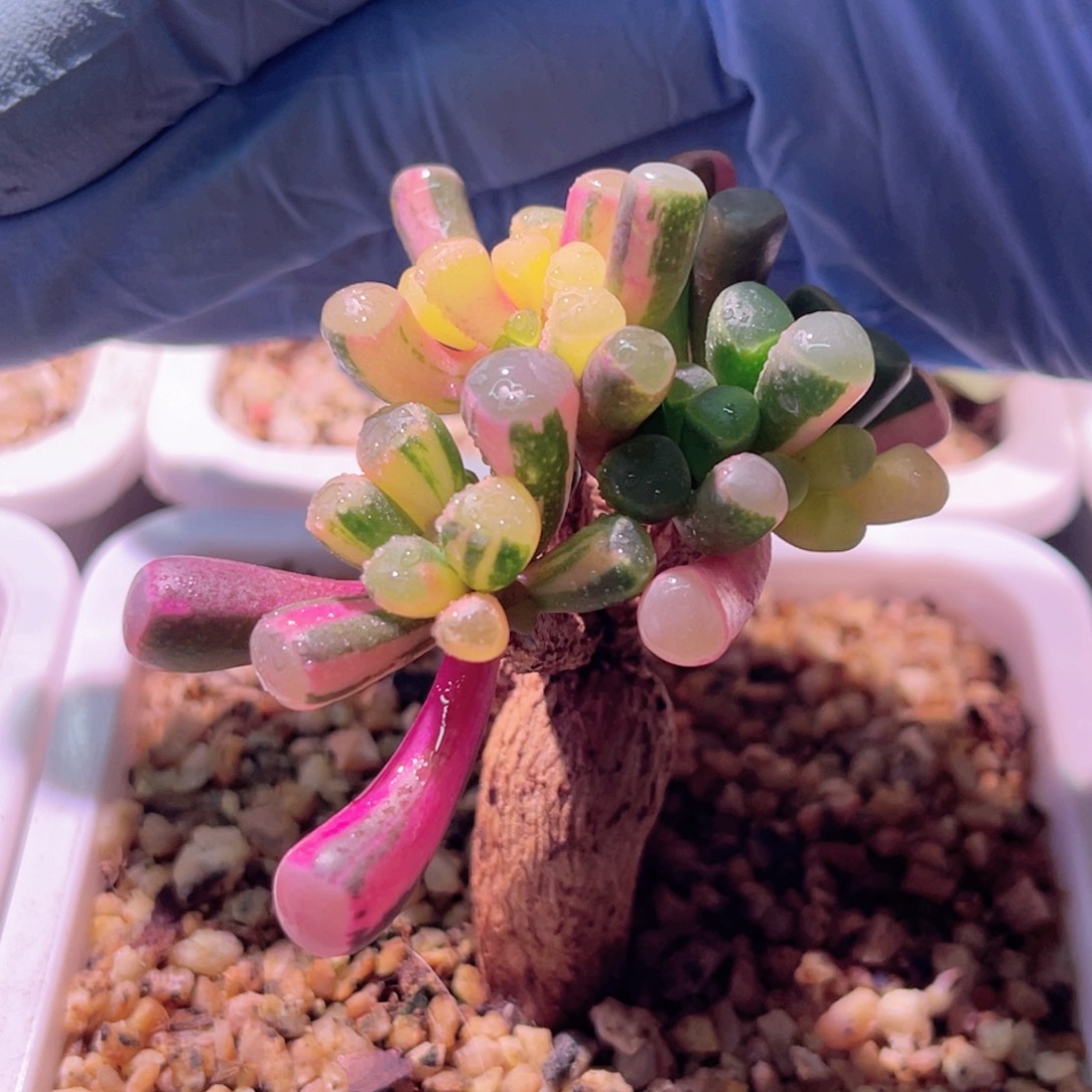 尚品特价五十零玉锦