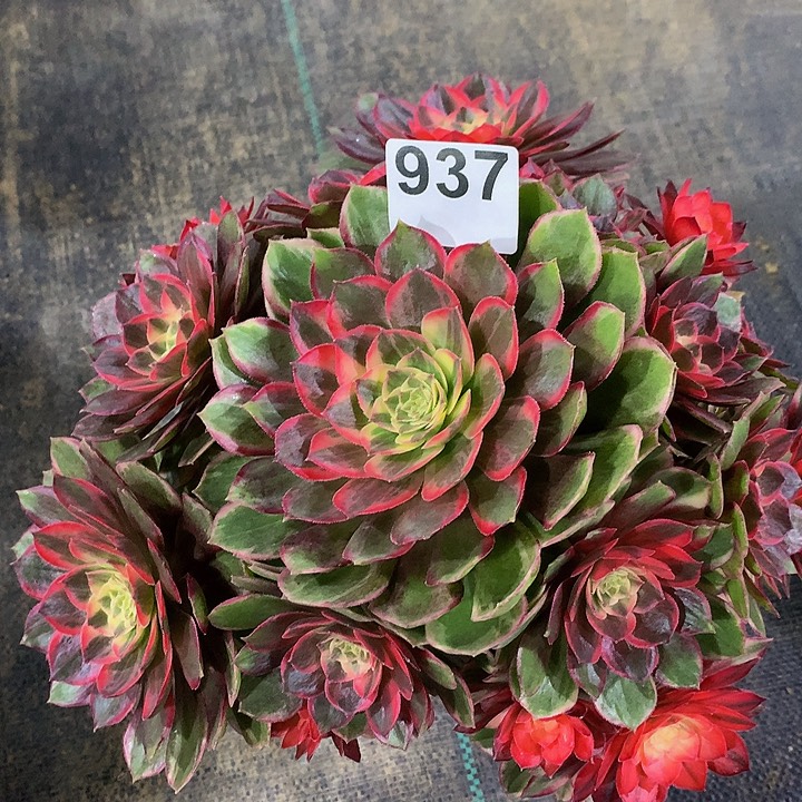 瑞***雪法师黑魔锦9370000