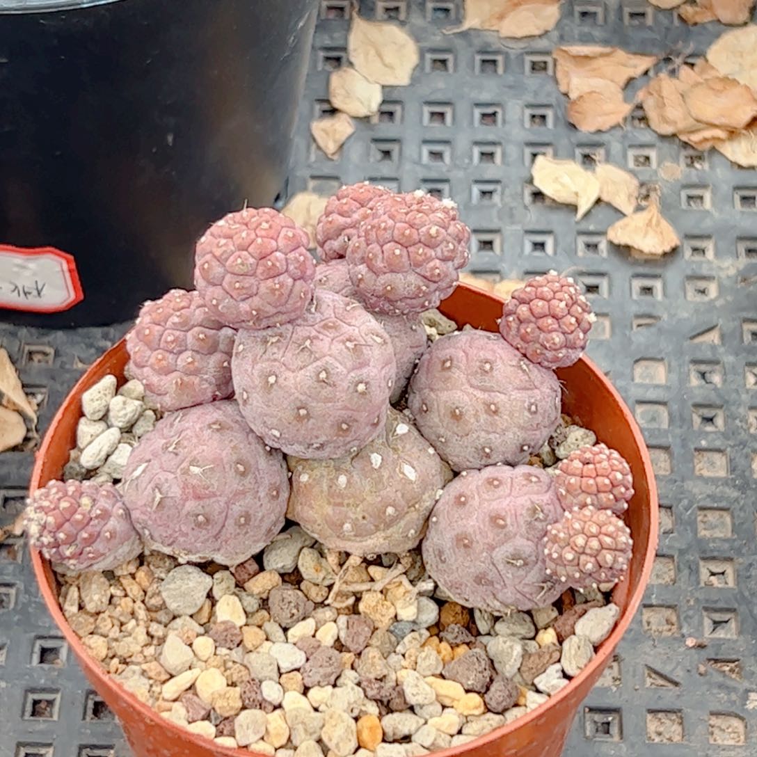 群生习志野仙人球