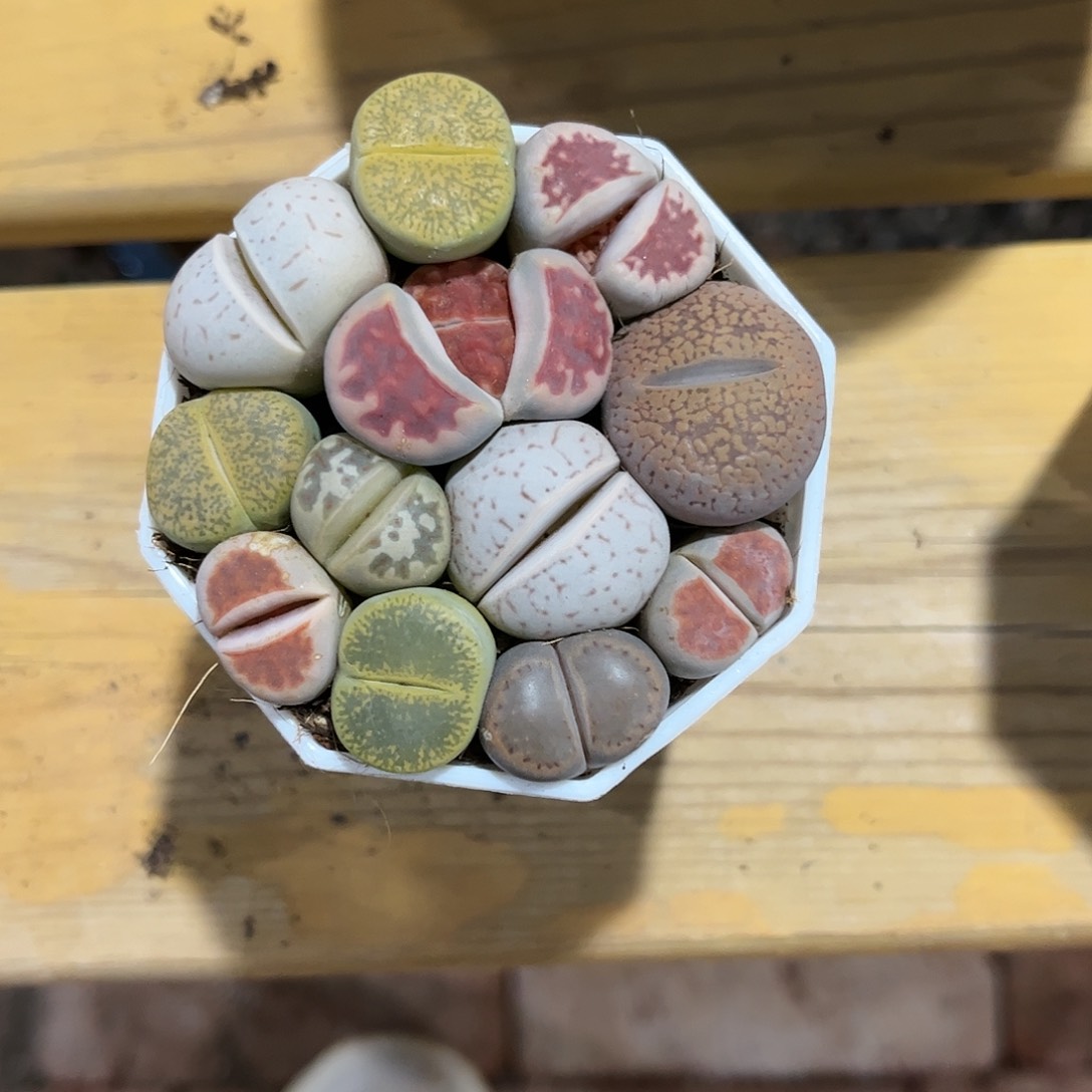 寄养链接的肉肉是不是这些