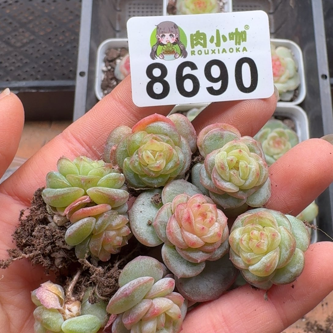 多肉植物多肉植物