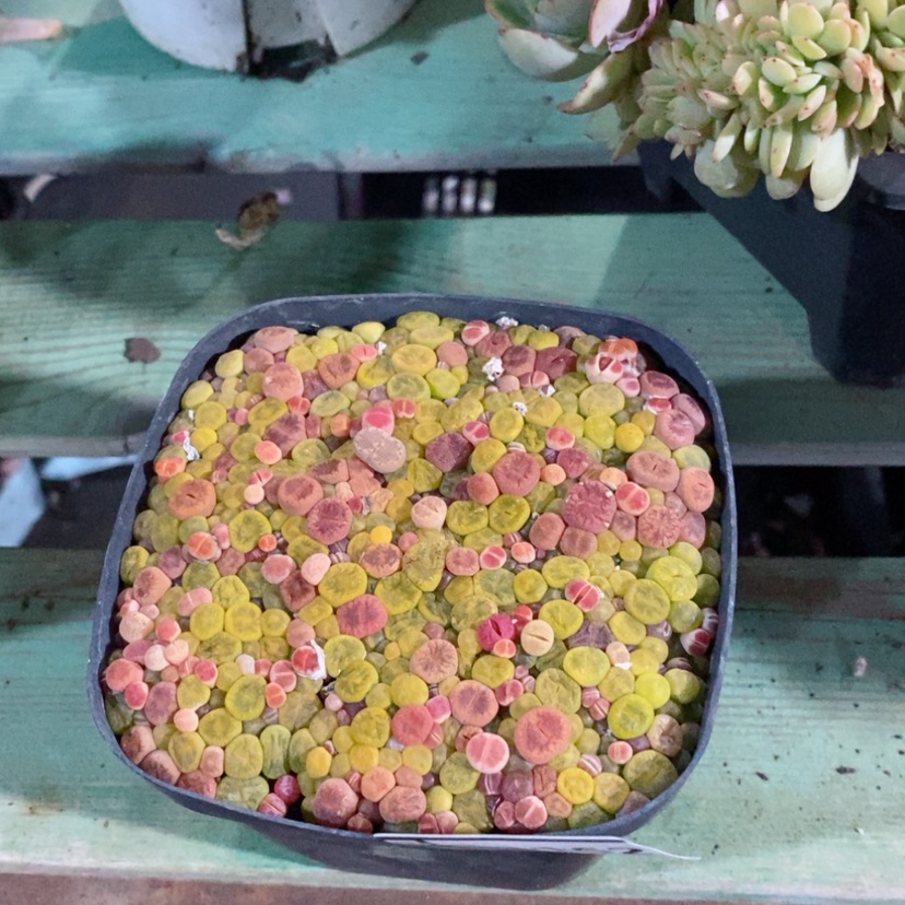 【闪购商品】多肉pp13162