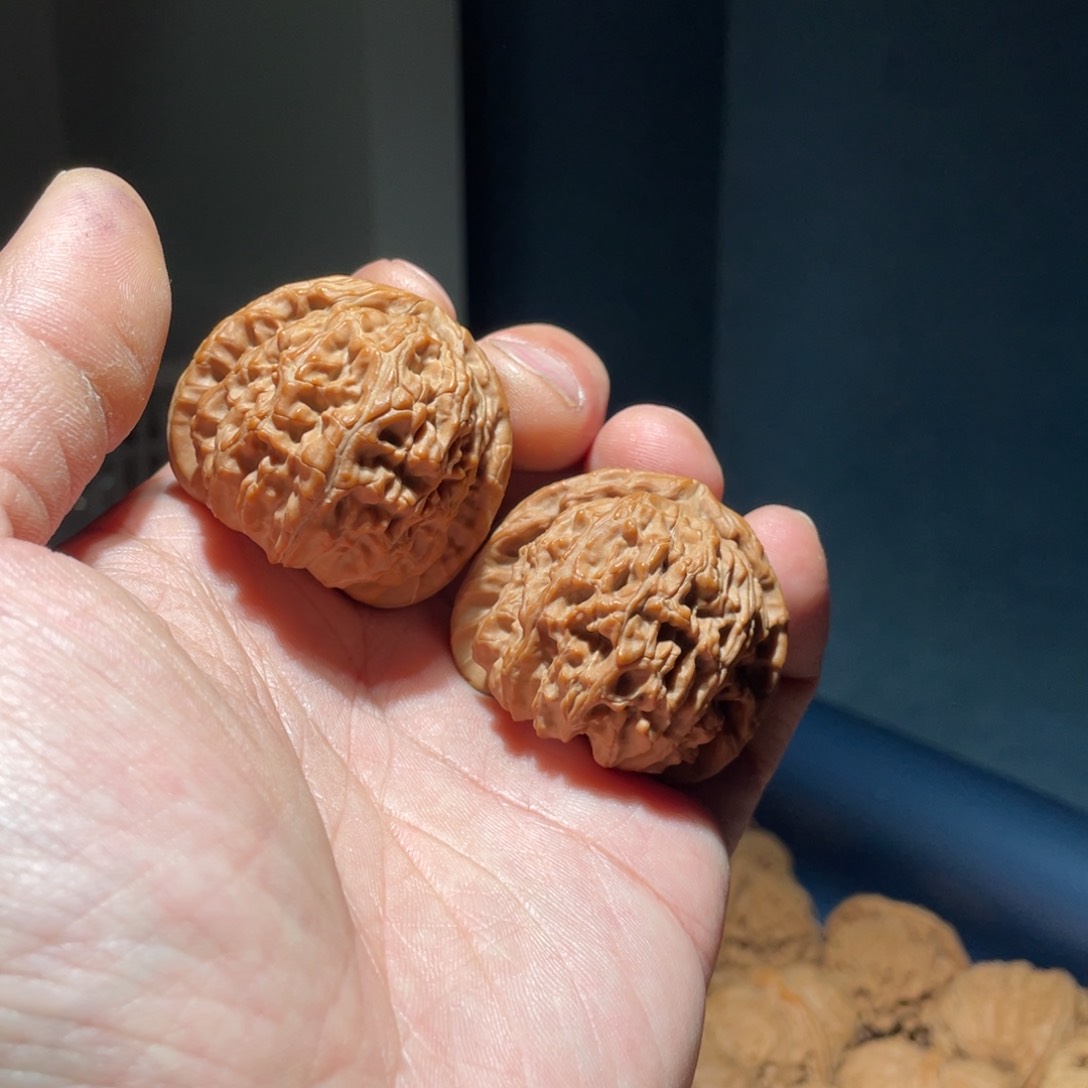 核桃手串/手链习***惯42全品白狮子