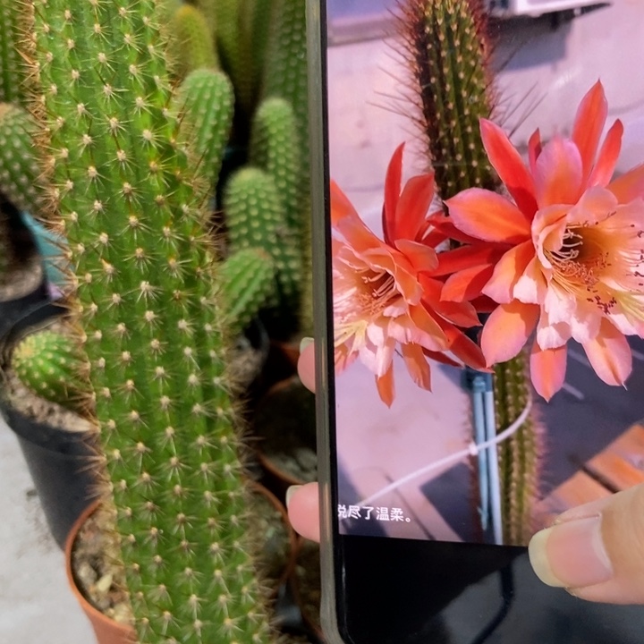 仙人球金三蝴蝶自根一个保25