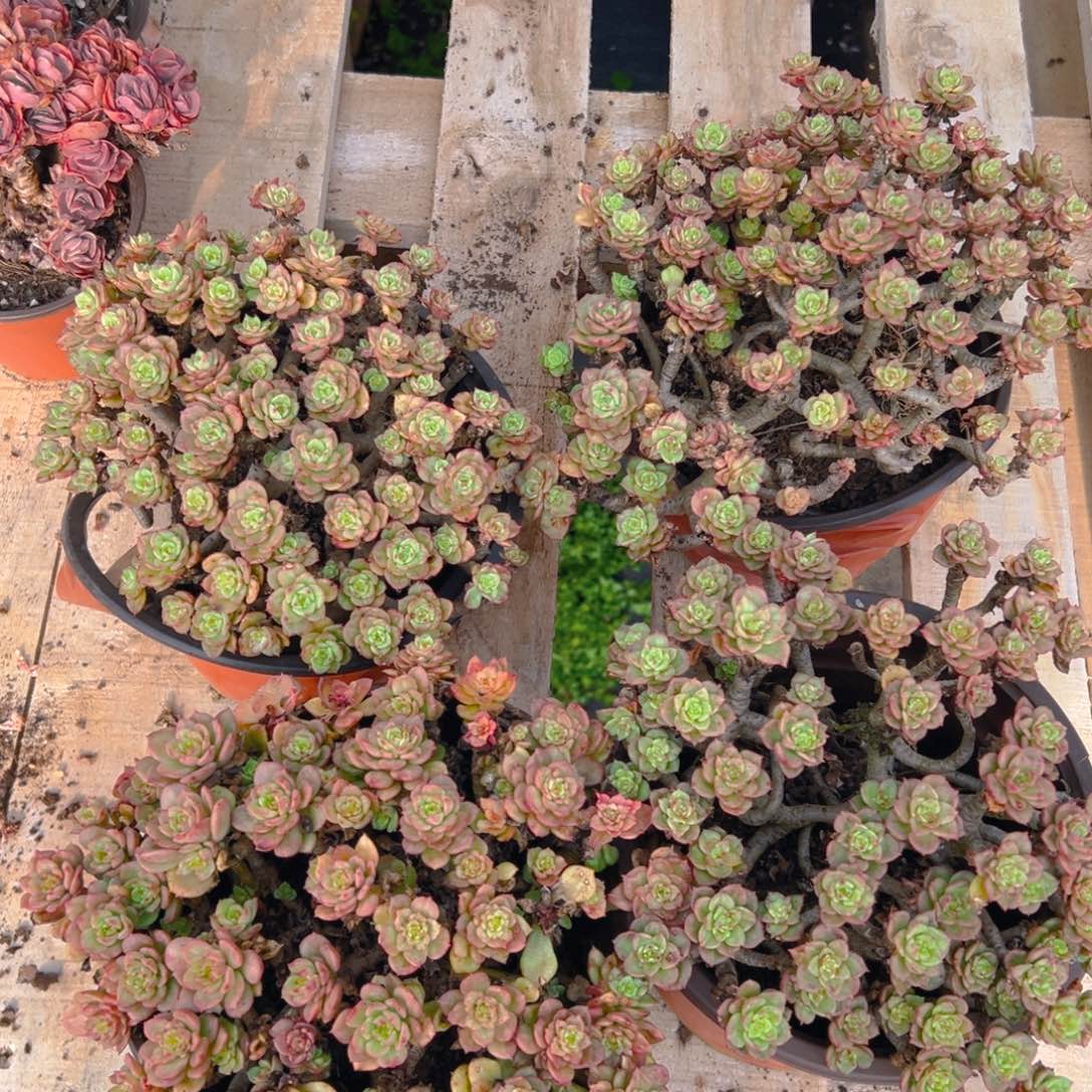 腊牡丹，满18包邮