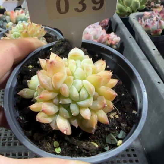 49梦幻泡影缀一物一拍多肉