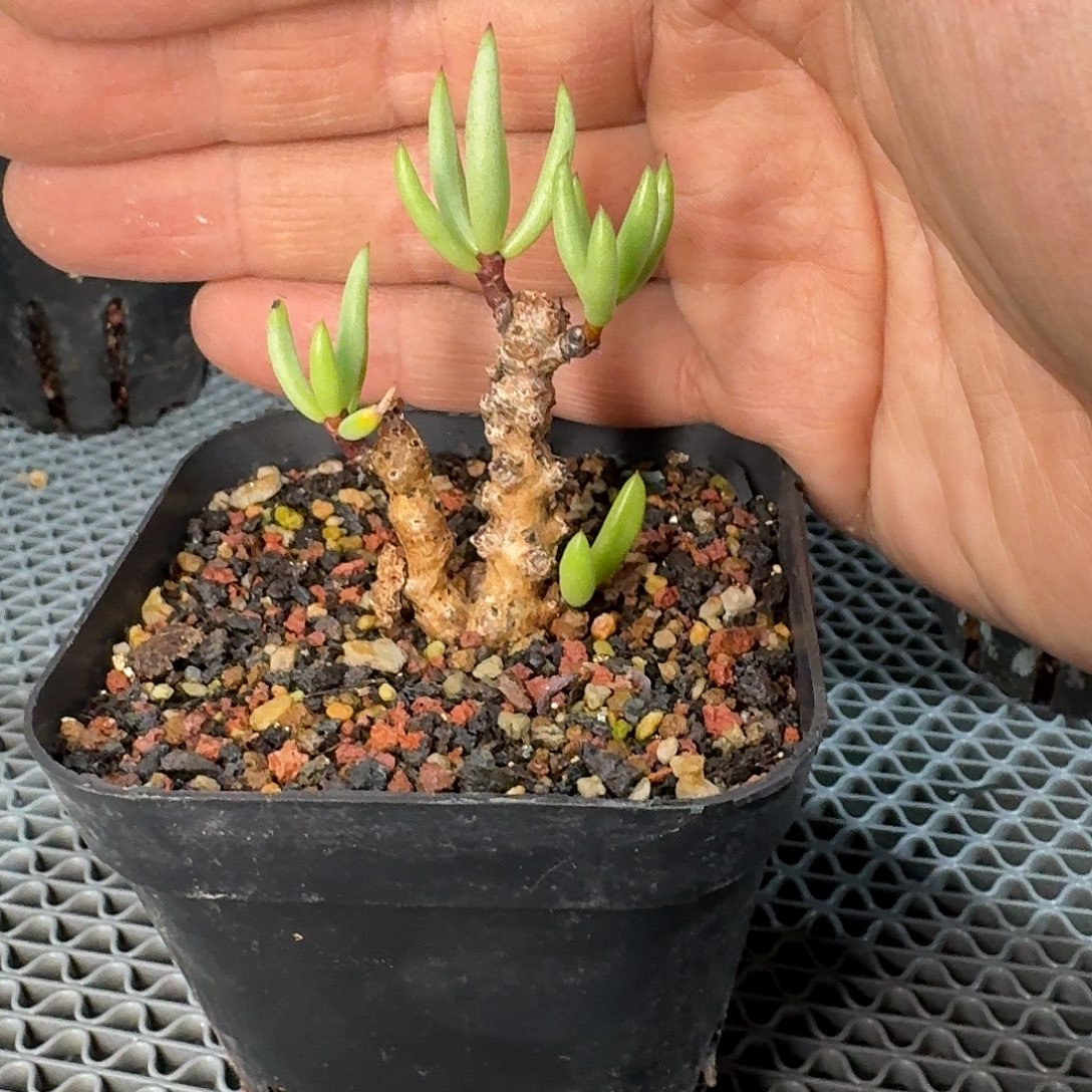 ****汁黑曼巴奇峰锦一个带盆