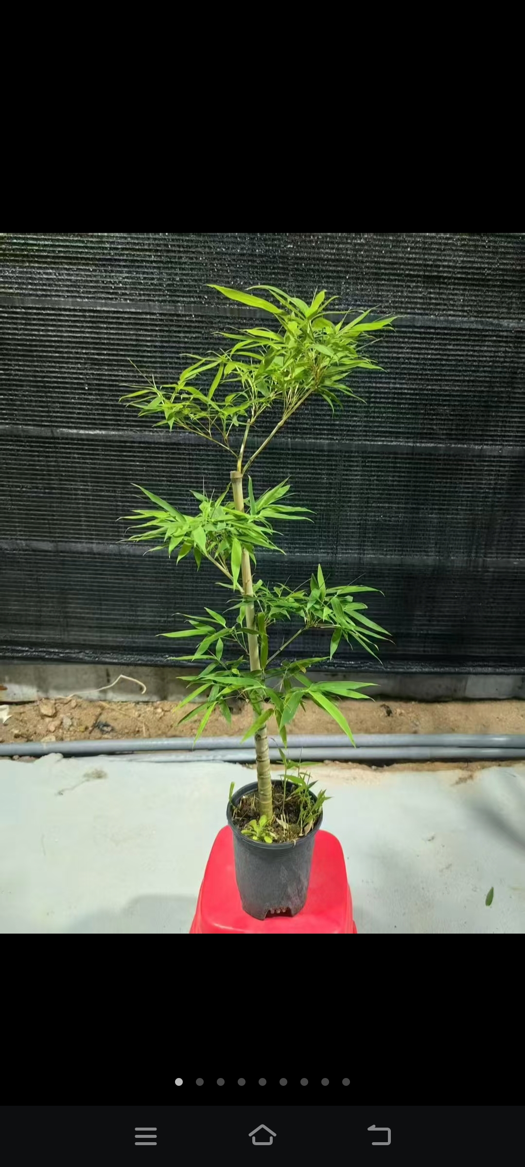 观叶，慈孝竹和龙纹竹一母同胞……
