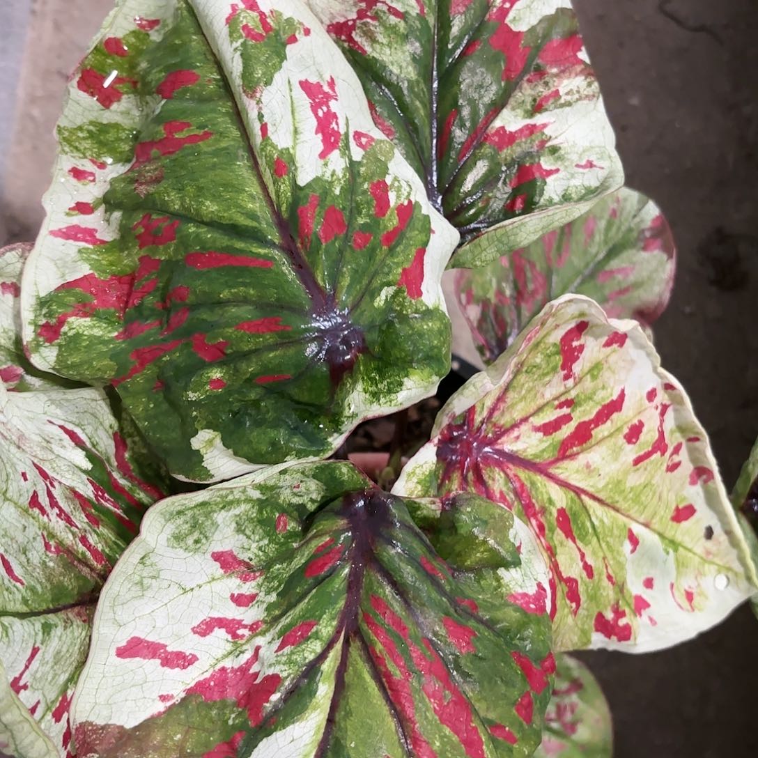 393-0118彩叶芋泰国发货