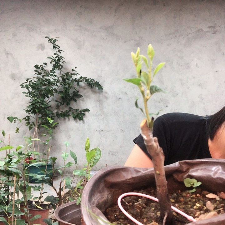 卿***）无花朵心嫁接苗88.88