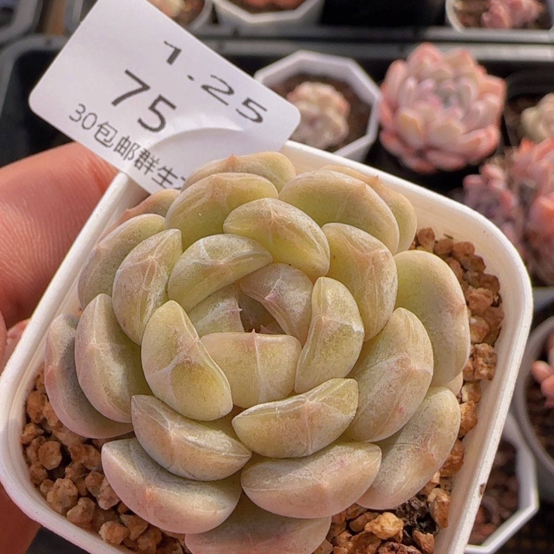 白色恋人单头一颗脱土