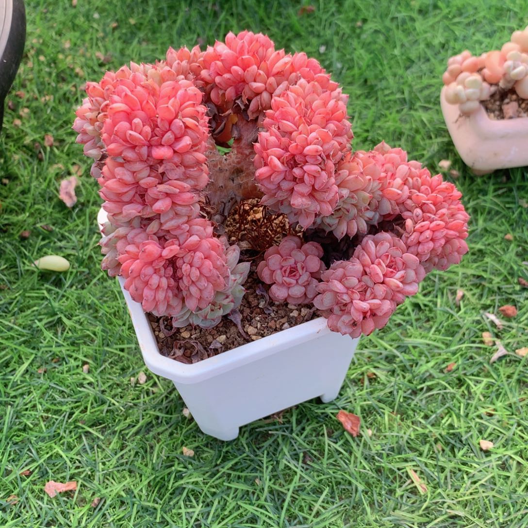 友家多肉一物一拍