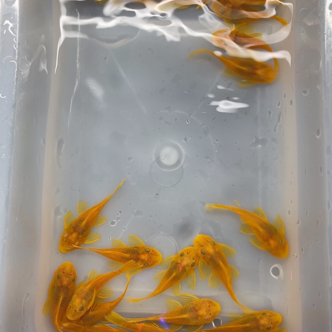 清道夫鱼中号胡子20条开箱视频报损