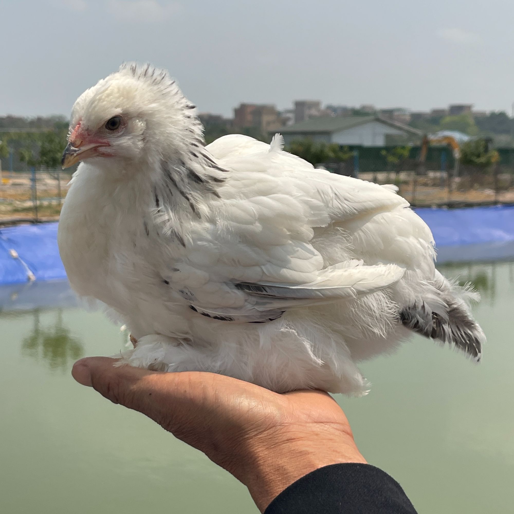 婆罗门鸡观赏鸡现挑又大又好看又好吃 包冰率不含冰