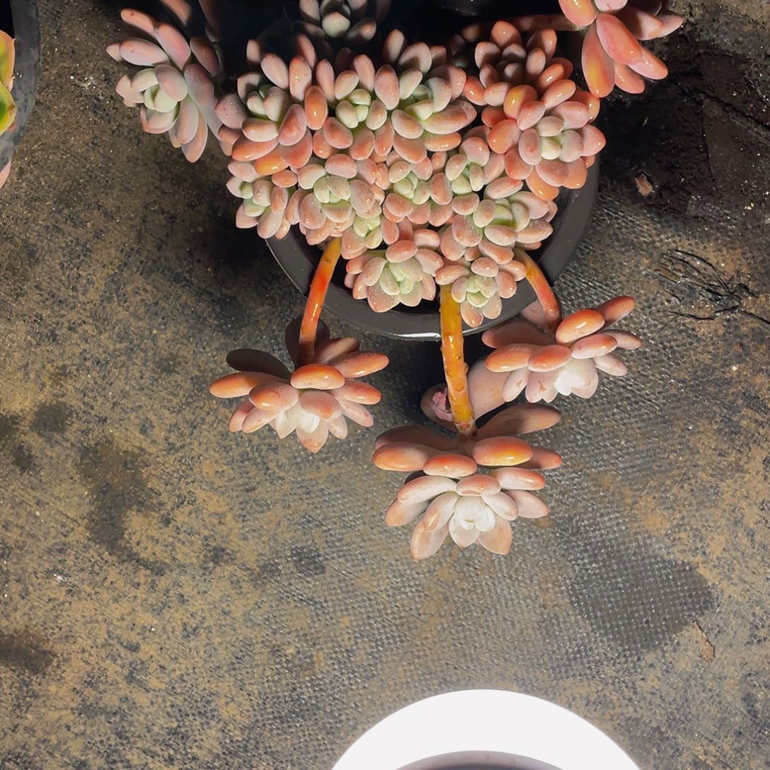 幸***猪红洛神多肉植物我群